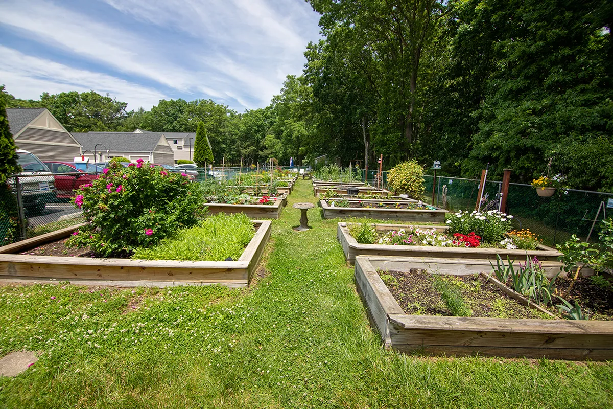 a garden area with multiple garden beds for planting